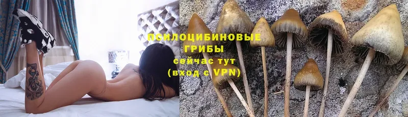 Псилоцибиновые грибы Psilocybe  Шарыпово 